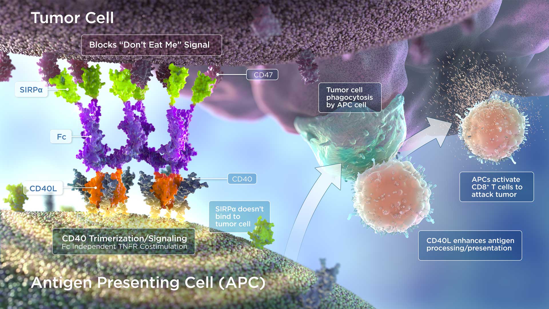 ARC mechanism graphic